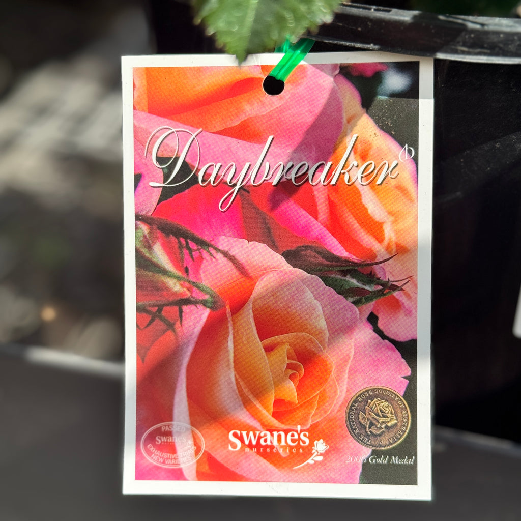 Bush Rose Daybreaker - 20cm Pot