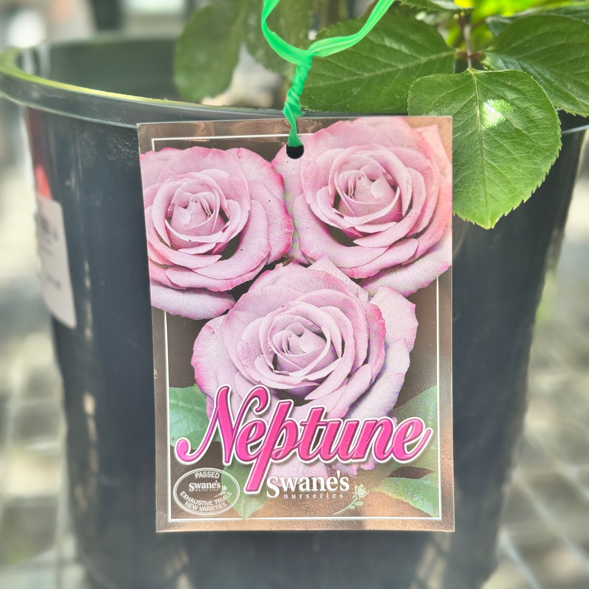 Bush Rose Neptune - 20cm Pot