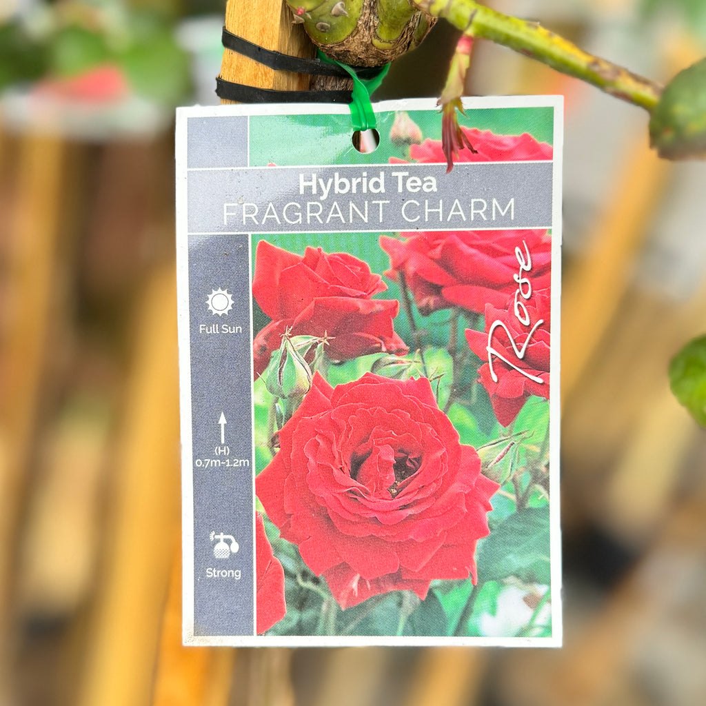 Standard Rose Fragrant Charm - 3ft/90cm | 20cm Pot