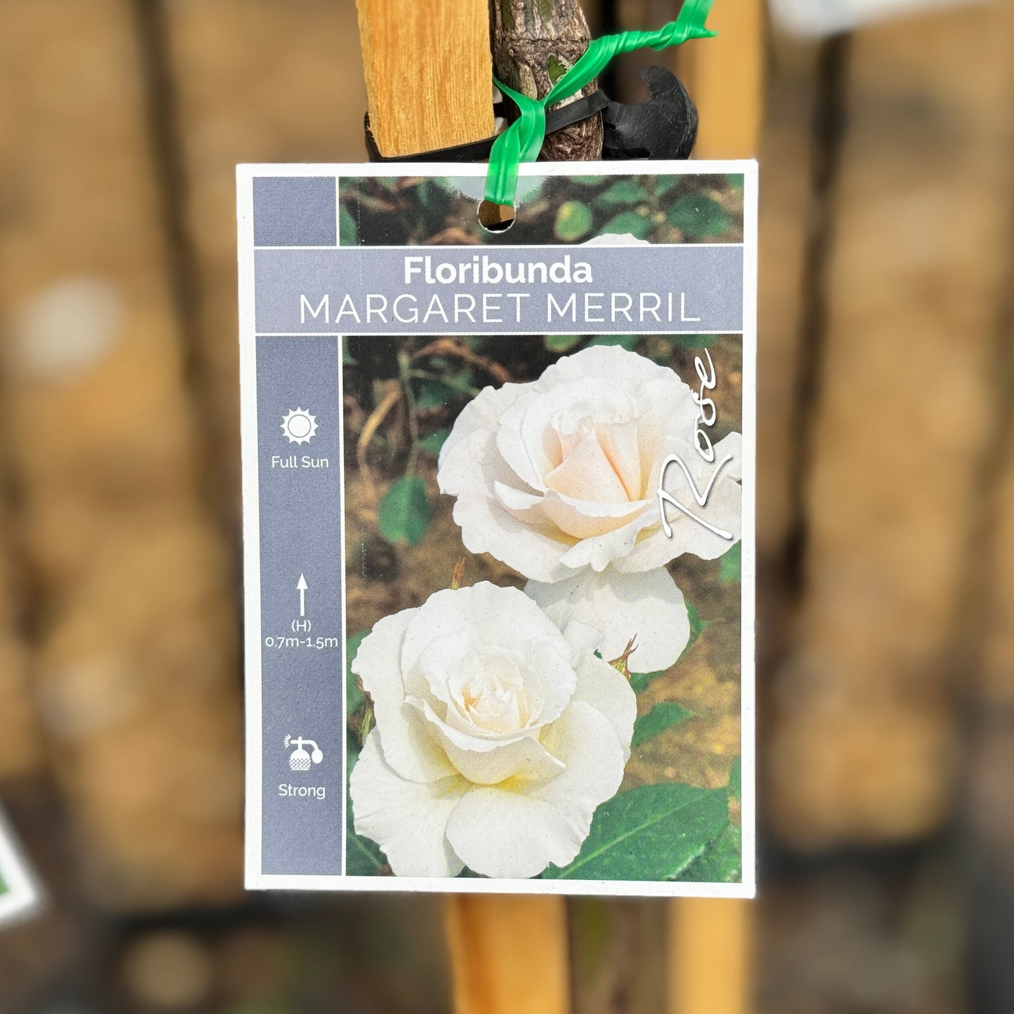 Standard Rose Margaret Merril -  90cm/3ft | 20cm Pot