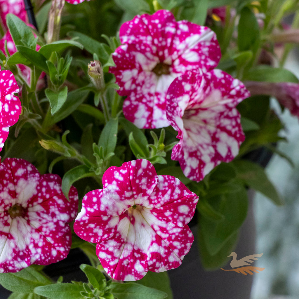 Petunia Cherry Sky - 27cm Basket