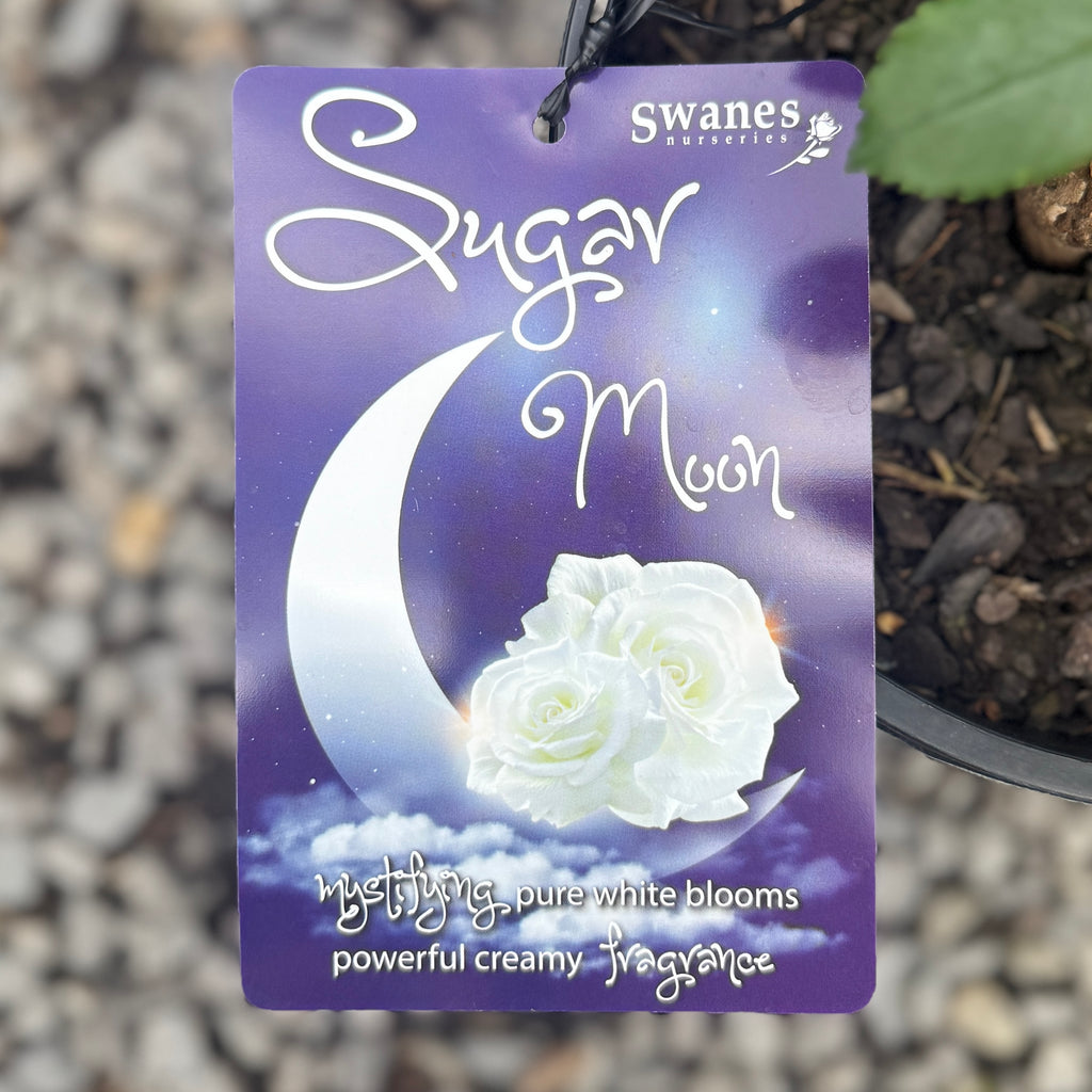 Bush Rose Sugar Moon - 20cm Pot