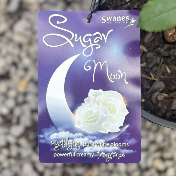 Bush Rose Sugar Moon - 20cm Pot