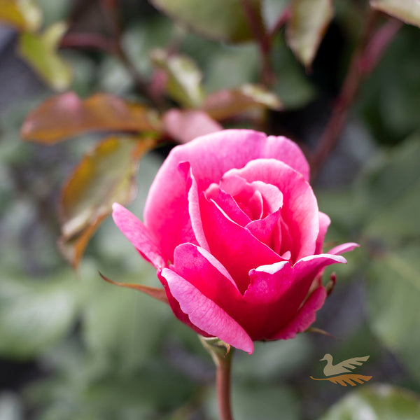 Bush Rose Duet - 20cm Pot