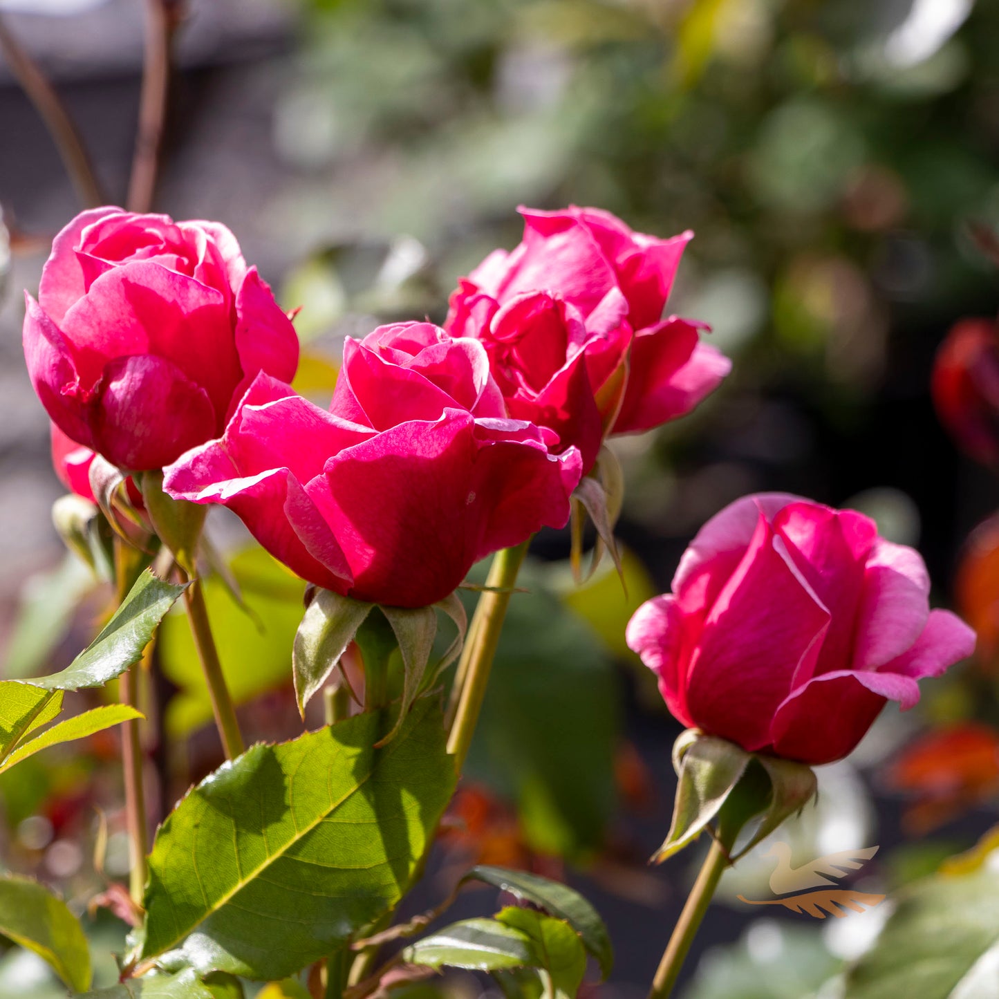 Bush Rose Duet - 20cm Pot