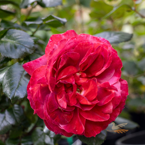 Bush Rose Hot Cocoa - 20cm Pot