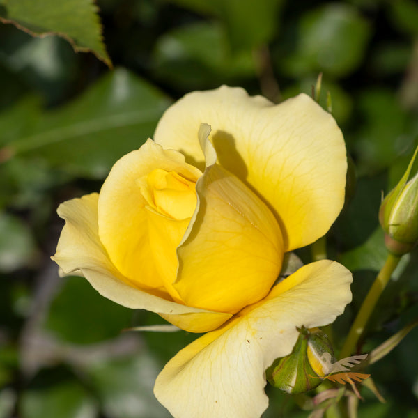 Climbing Rose Gold Bunny - 20cm Pot