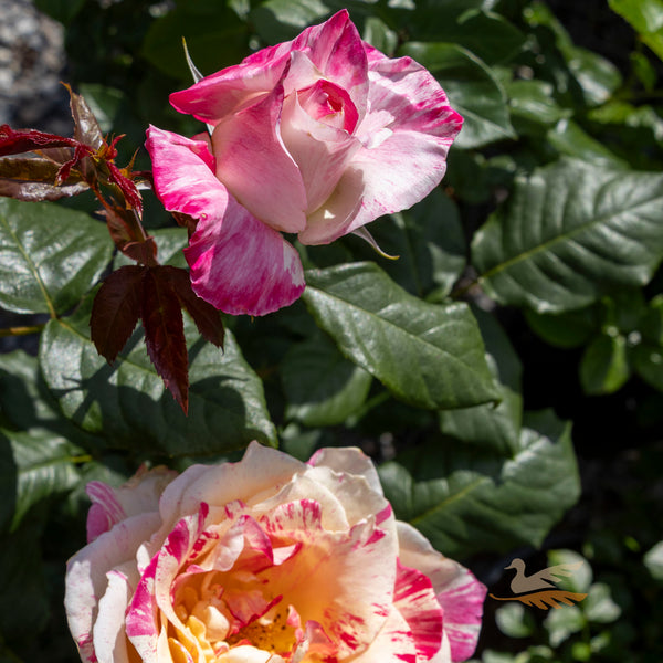Bush Rose Cabana - 20cm Pot