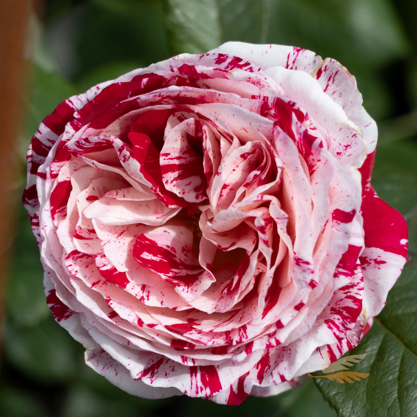 Bush Rose Scentimental - 20cm Pot