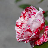 Bush Rose Scentimental - 20cm Pot
