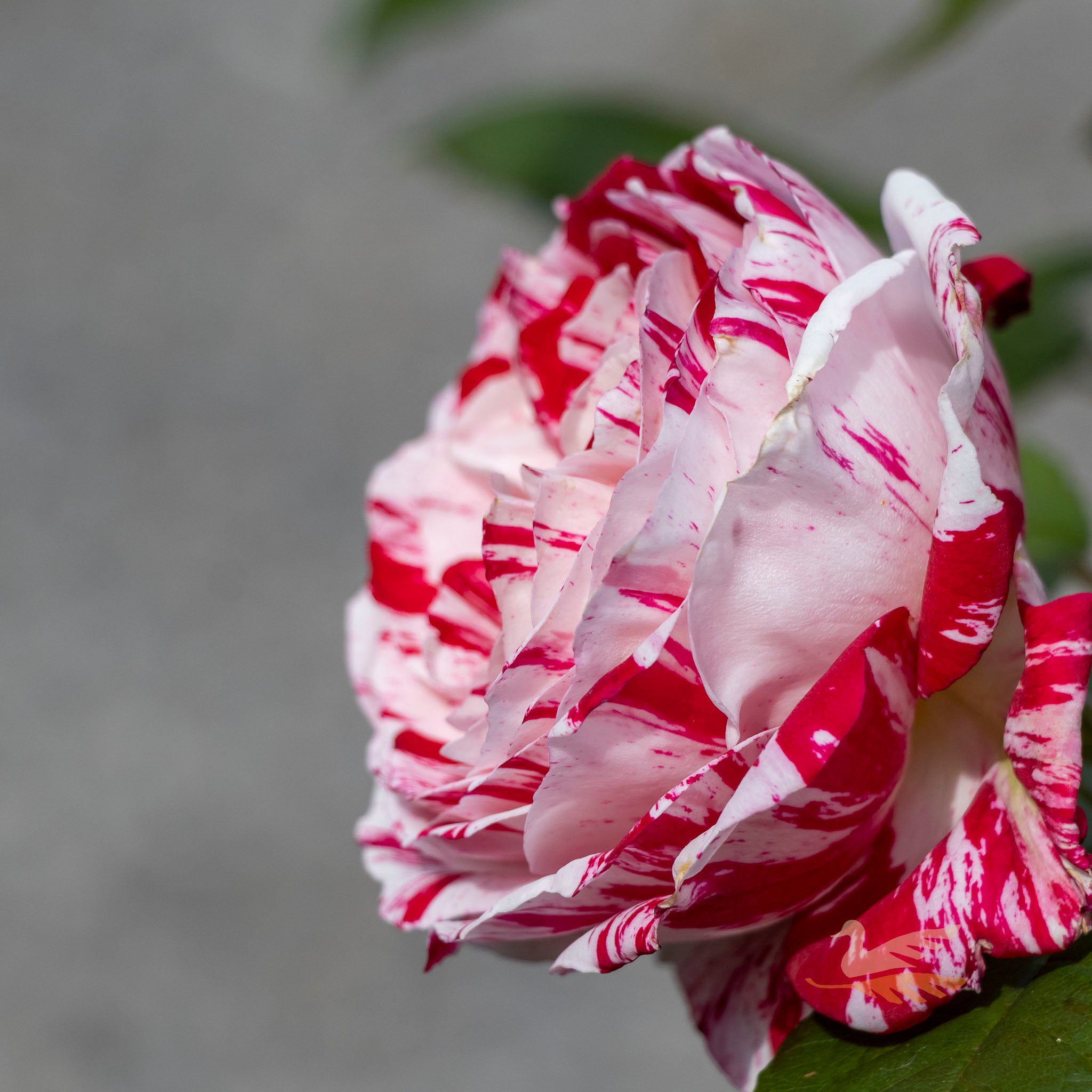 Bush Rose Scentimental - 20cm Pot