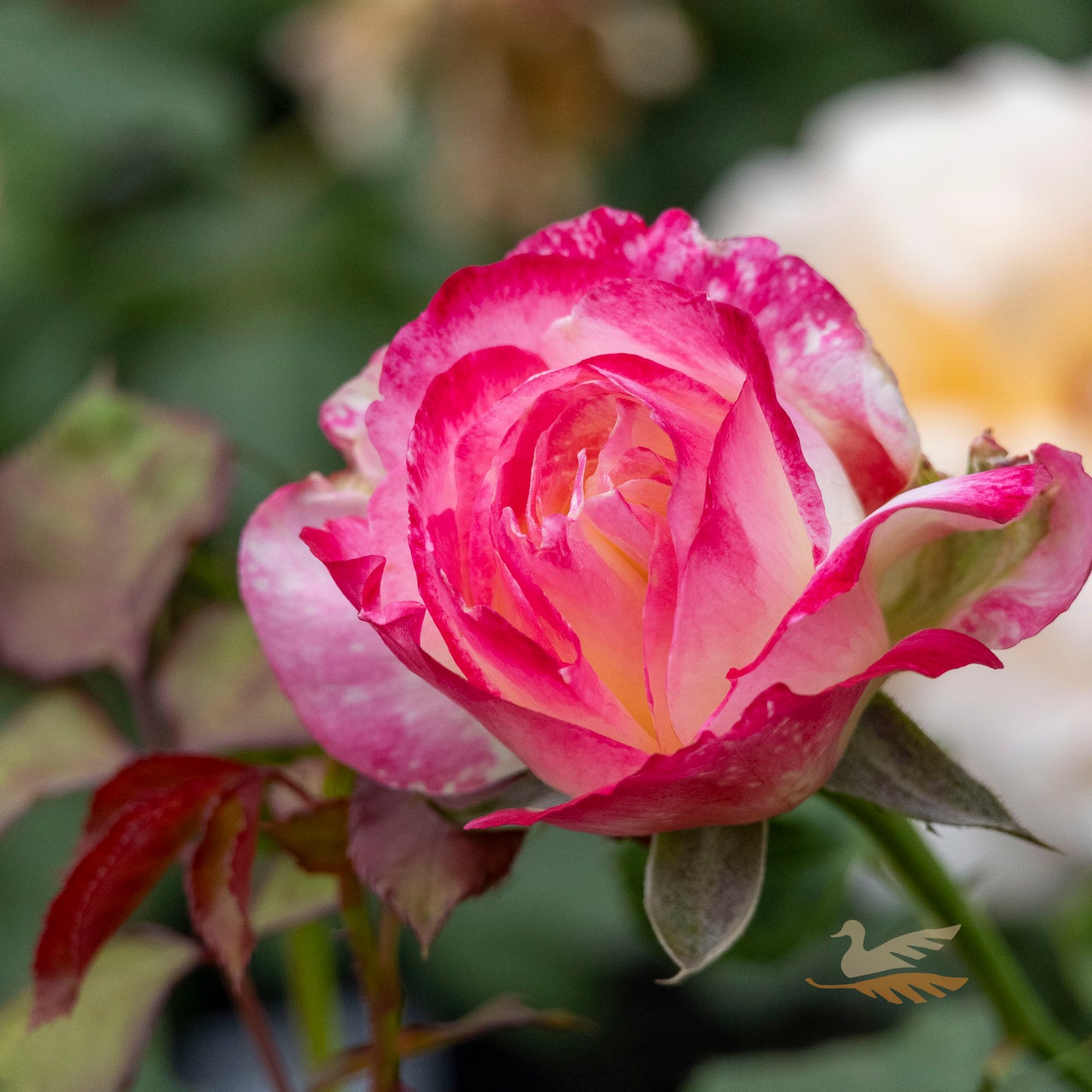 Bush Rose Double Delight - 20cm Pot