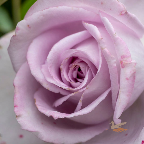 Bush Rose Blue Moon - 20cm Pot