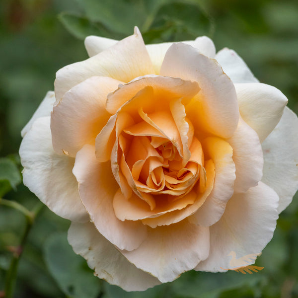 Bush Rose Just Joey - 20cm Pot