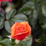 Bush Rose Remember Me - 20cm Pot