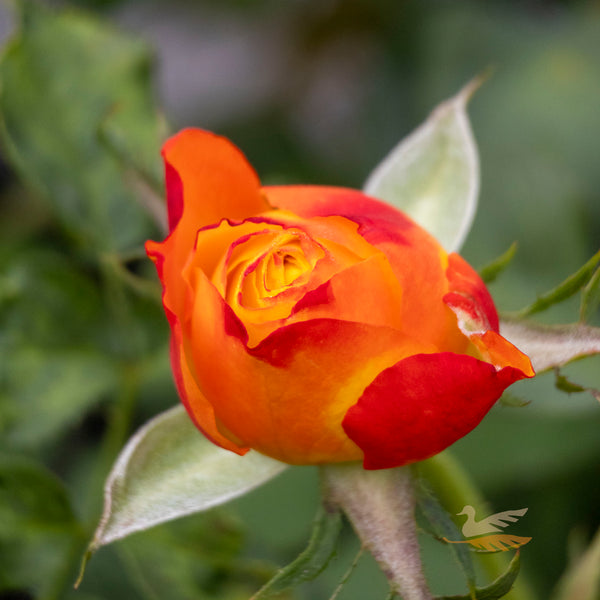 Bush Rose Tequila Sunrise - 20cm Pot