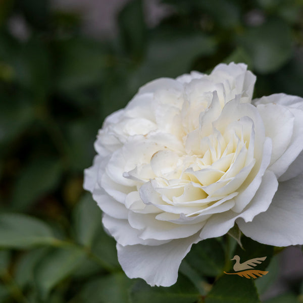 Bush Rose Meidiland White - 20cm Pot