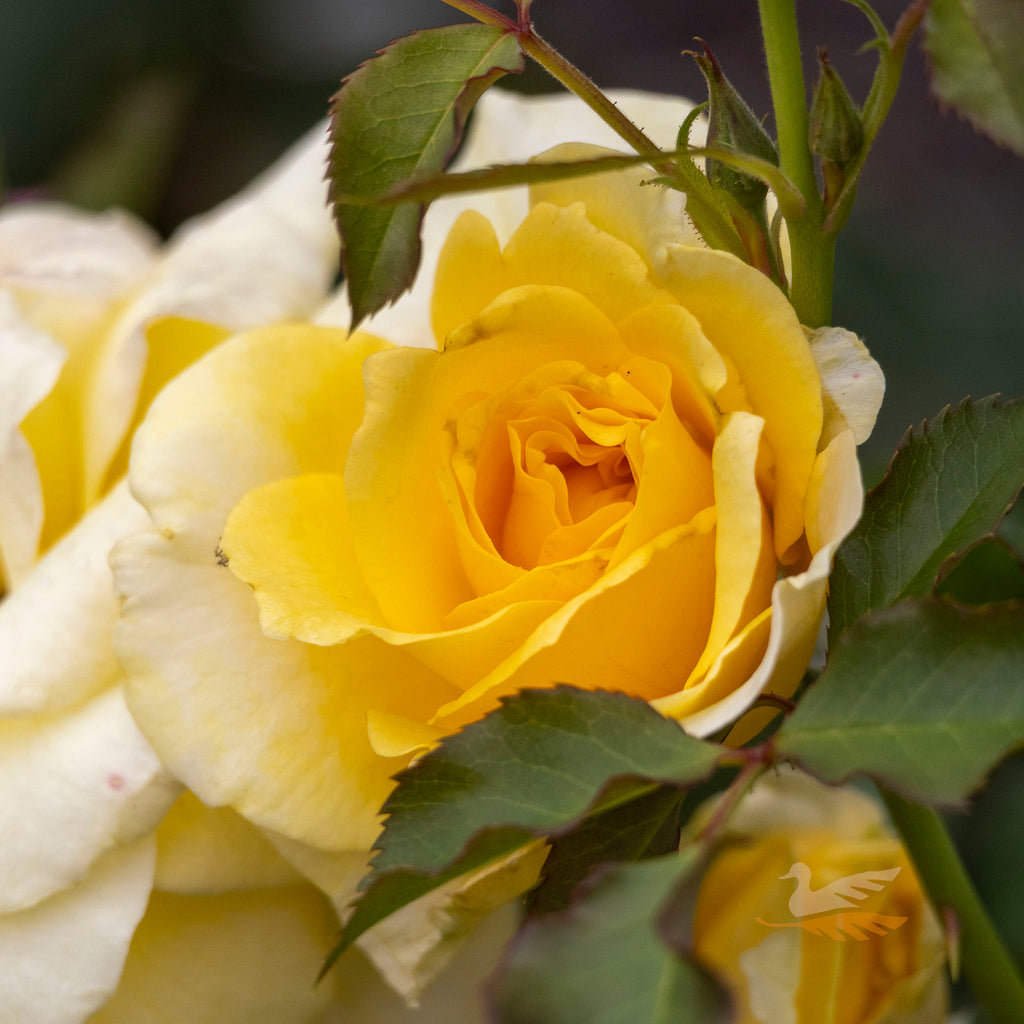 Bush Rose Gold Bunny - 20cm Pot