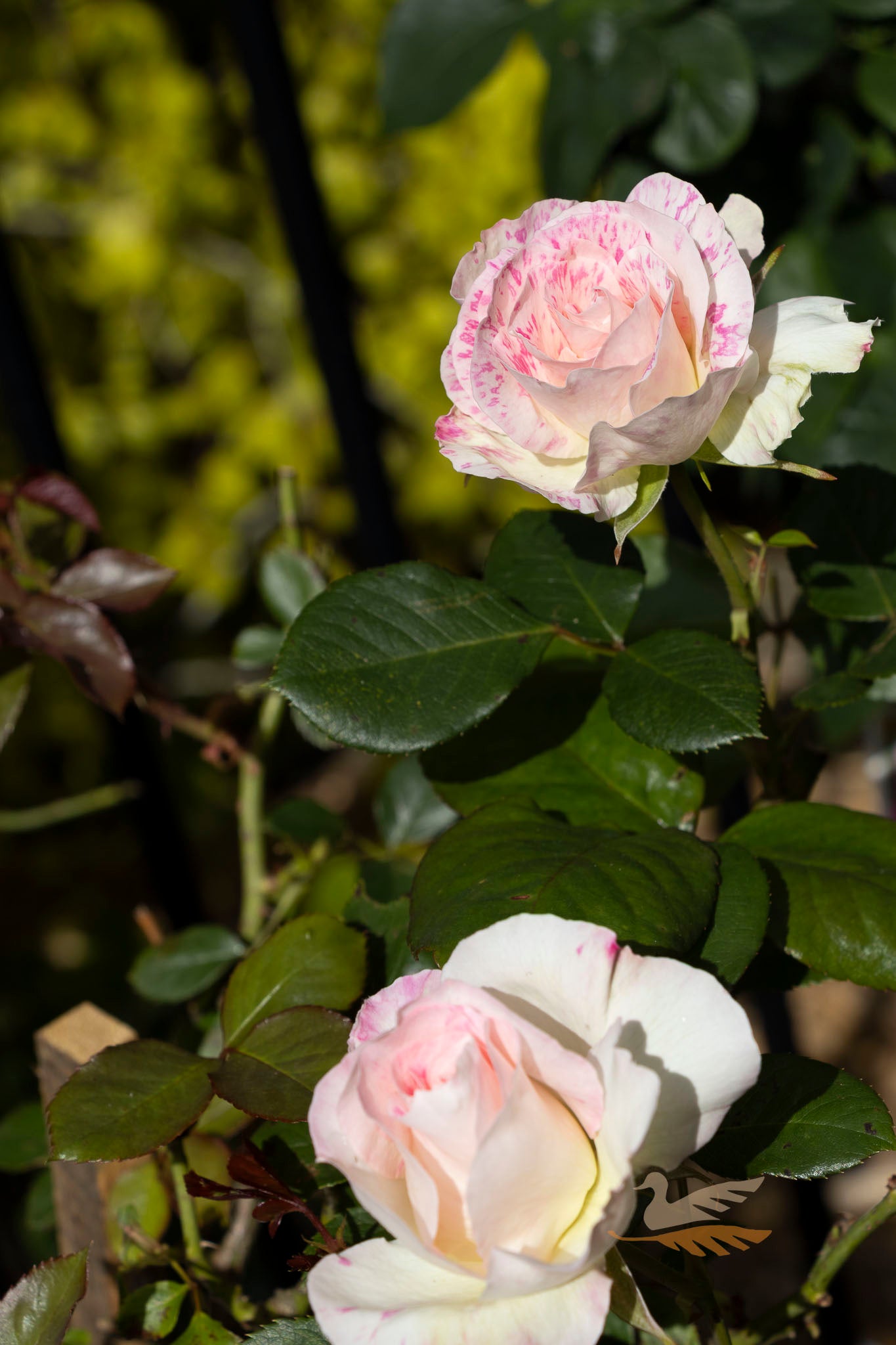 Bush Rose Seduction - 20cm Pot