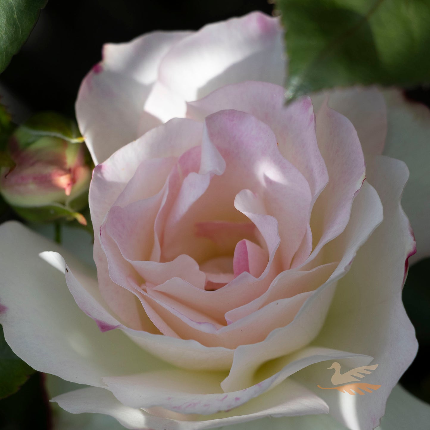 Bush Rose Seduction - 20cm Pot