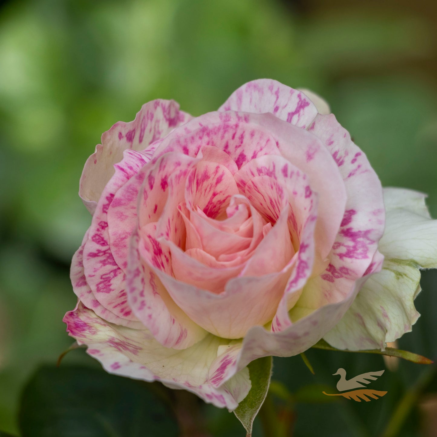 Bush Rose Seduction - 20cm Pot