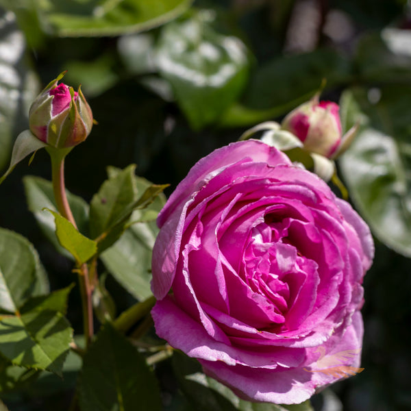 Bush Rose Raspberry Cupcake - 20cm Pot