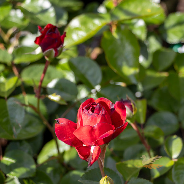 Bush Rose Scarlet Bonica - 20cm Pot
