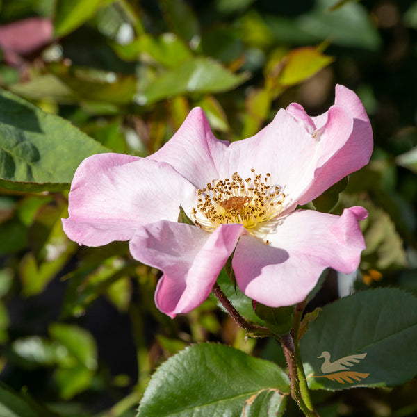 Bush Rose Sparrieshoop - 20cm Pot