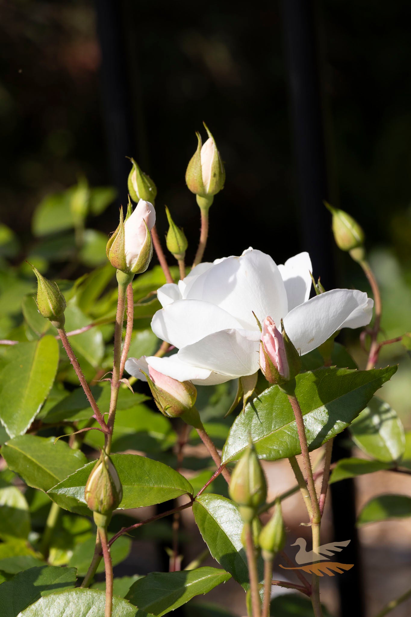 Bush Rose Iceberg - 20cm Pot