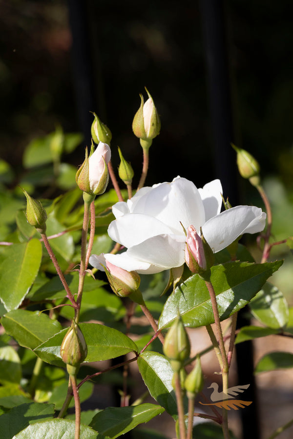 Bush Rose Iceberg - 20cm Pot