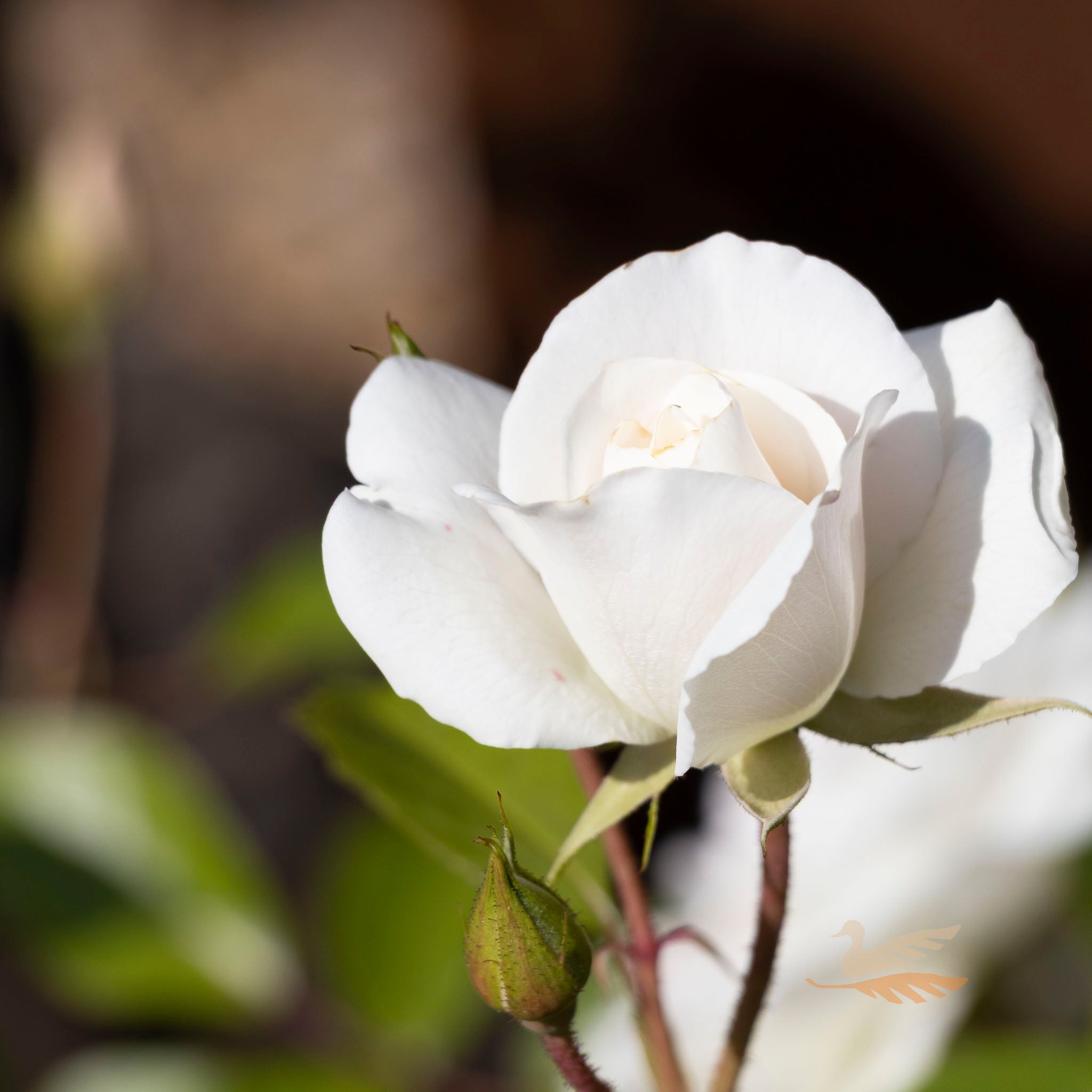 Bush Rose Iceberg - 20cm Pot