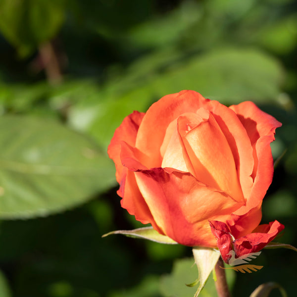 Delbard Rose France Libre - 20cm Pot