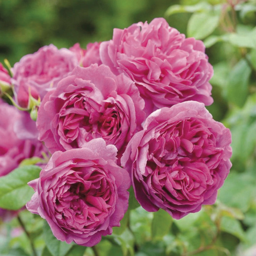 David Austin Rose Young Lycidas - 20cm Pot