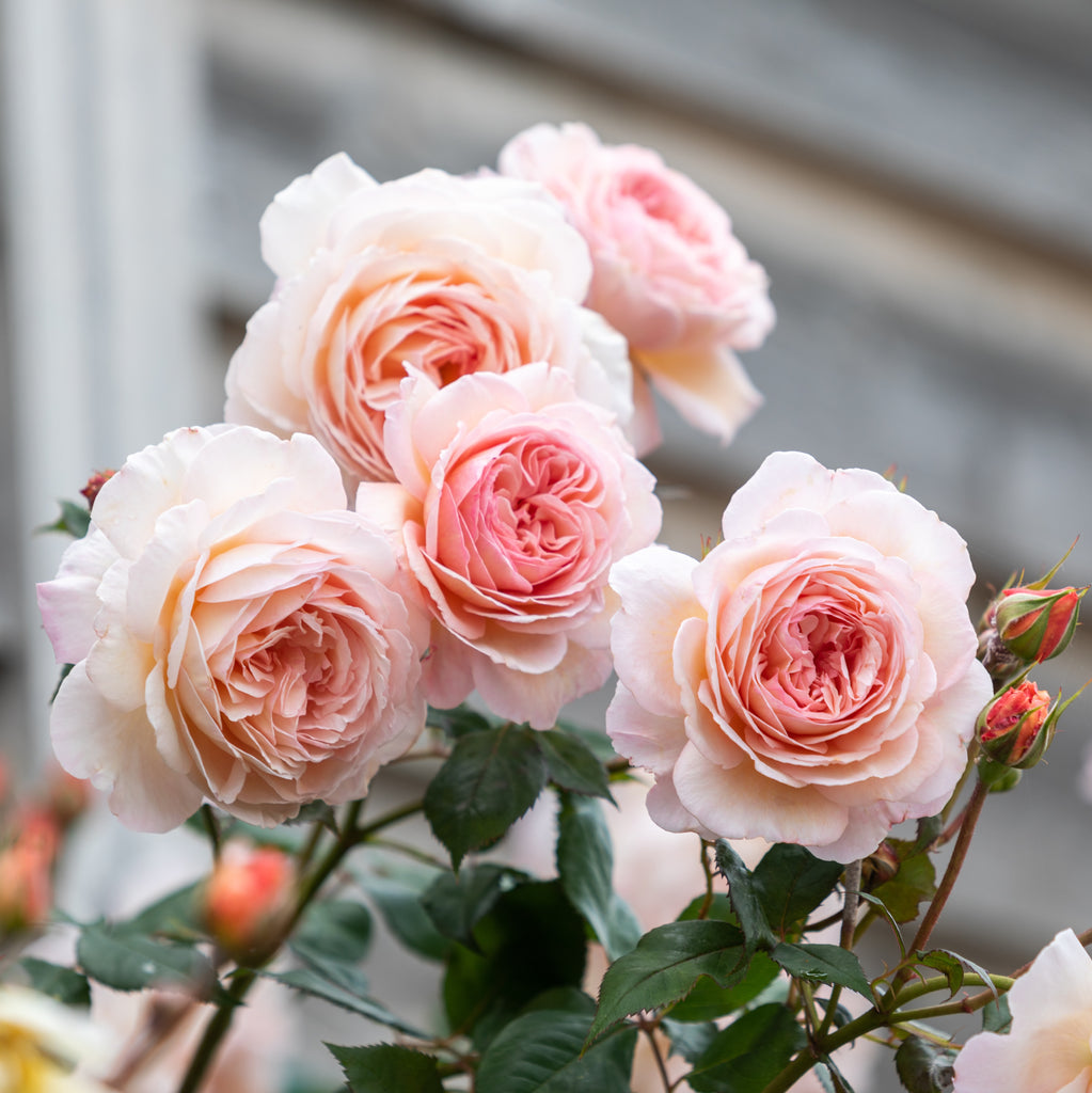 David Austin Rose A Shropshire Lad - 20cm Pot