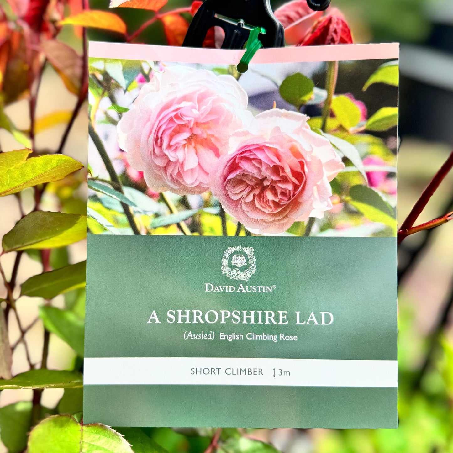 David Austin Rose A Shropshire Lad - 20cm Pot
