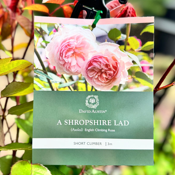 David Austin Rose A Shropshire Lad - 20cm Pot