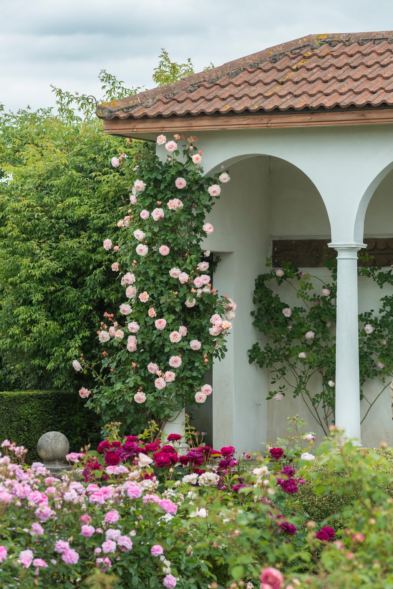 David Austin Rose A Shropshire Lad - 20cm Pot