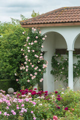 David Austin Rose A Shropshire Lad - 20cm Pot