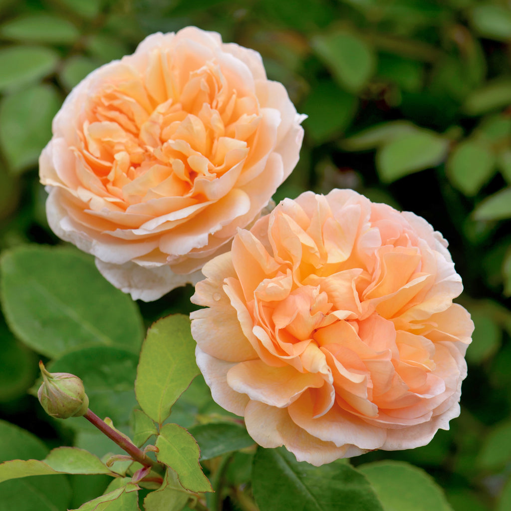 David Austin Rose The Lady Gardener - 20cm Pot