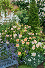 David Austin Rose The Lady Gardener - 20cm Pot