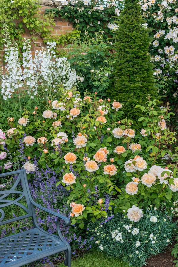 David Austin Rose The Lady Gardener - 20cm Pot