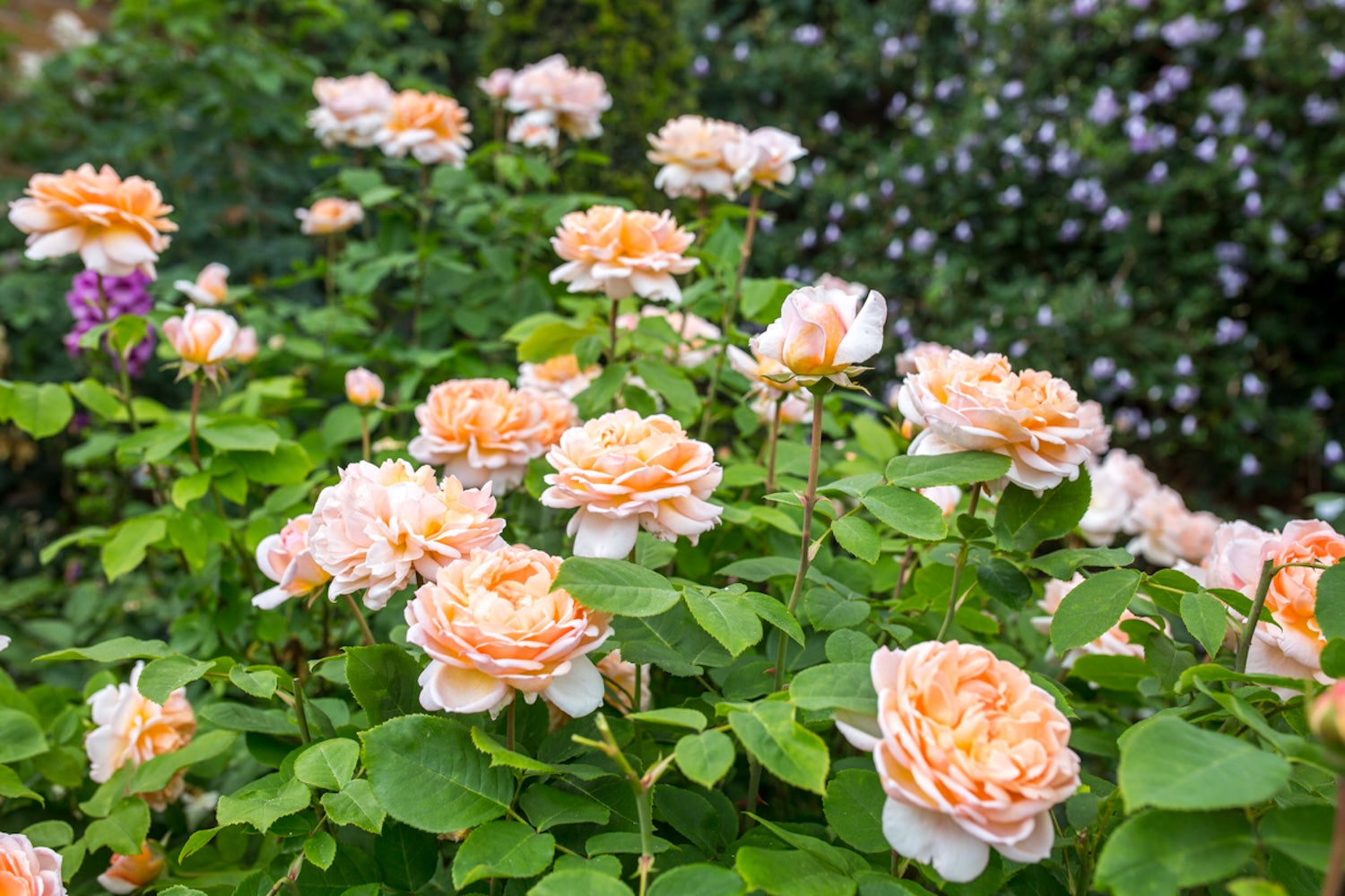 David Austin Rose The Lady Gardener - 20cm Pot
