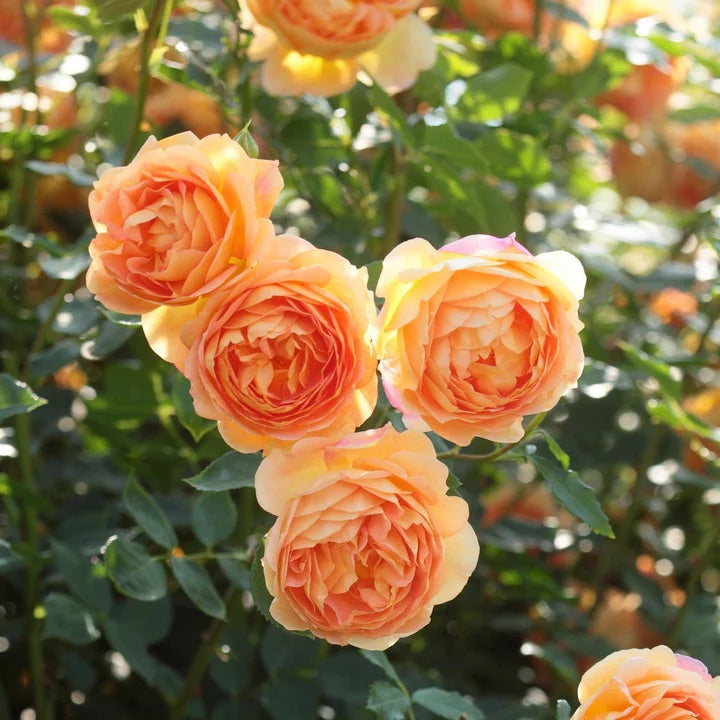 Standard Rose David Austin Lady Of Shallot - 90cm/3ft | 25cm Pot