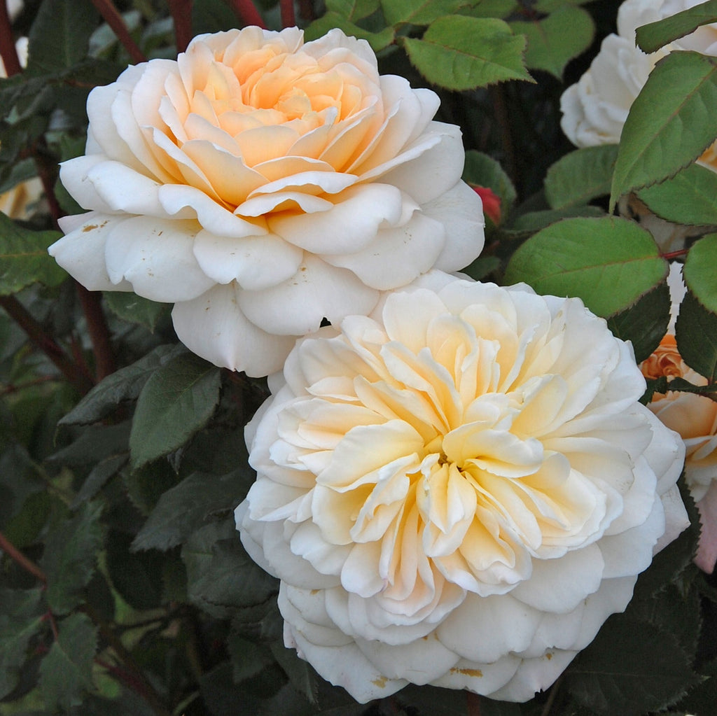 David Austin Rose Crocus Rose - 20cm Pot