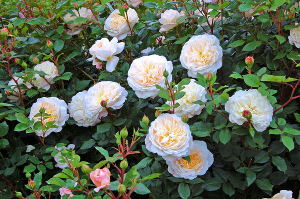 David Austin Rose Crocus Rose - 20cm Pot