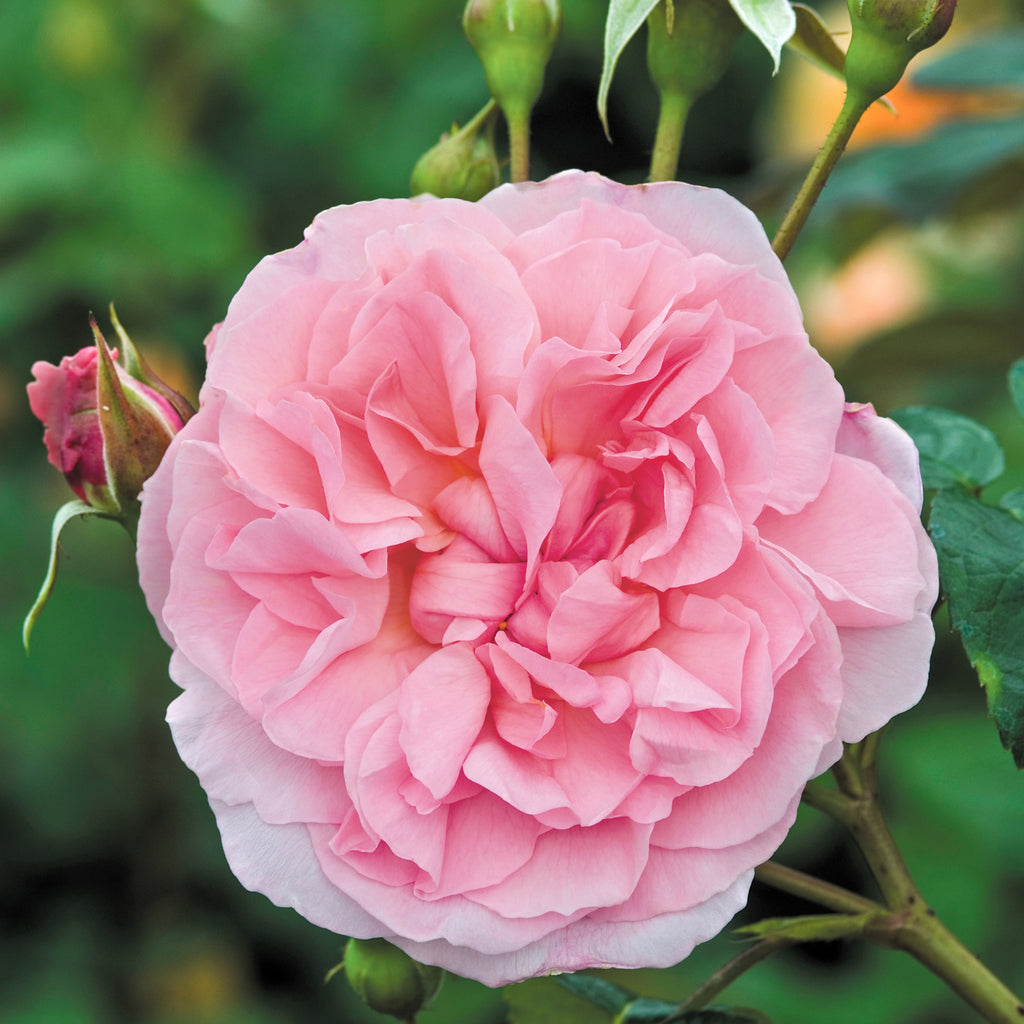 David Austin Rose Strawberry Hill - 20cm Pot