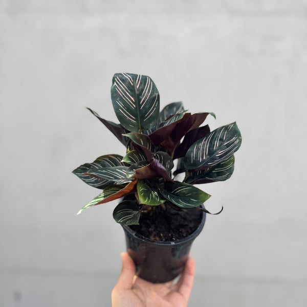 Calathea Ornata Pin Stripe - 13cm Pot