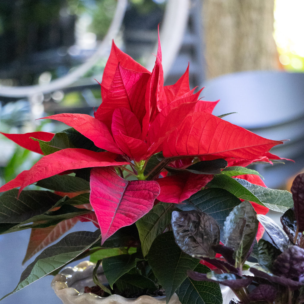 Poinsettia Red - 14cm Pot