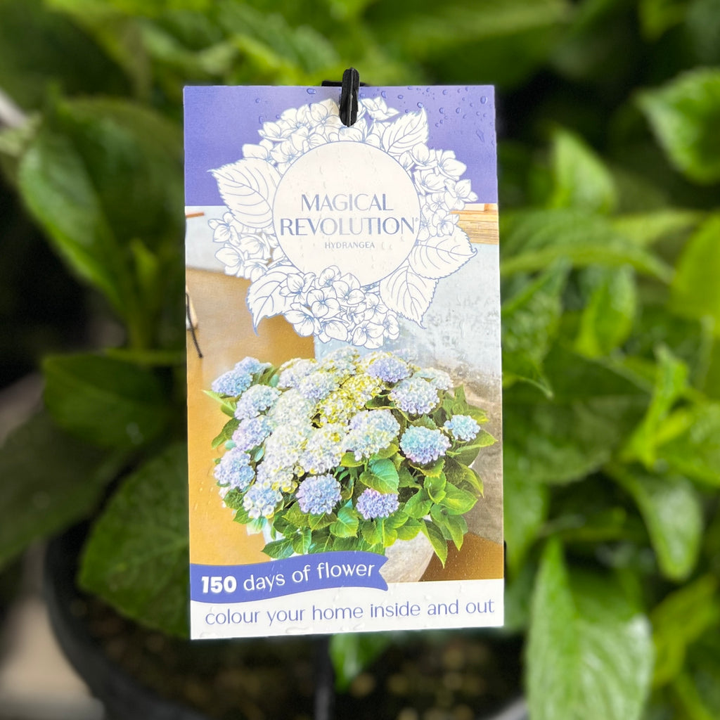 Hydrangea Magical Revolution Blue - 20cm Pot