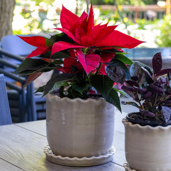 Zaragoza Ceramic Pot With Saucer Taupe - 19x16cm